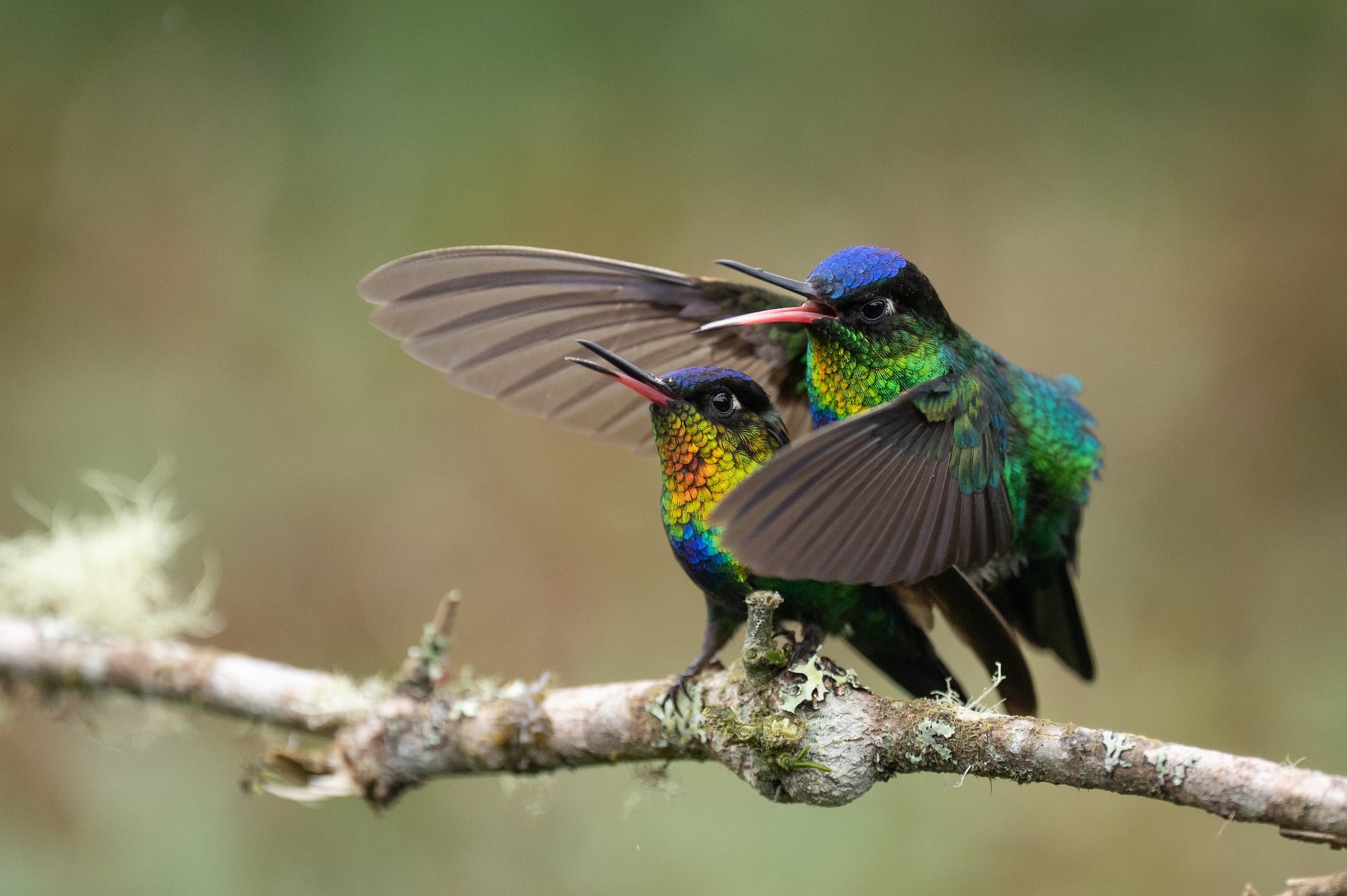 Breeding and Life-cycles