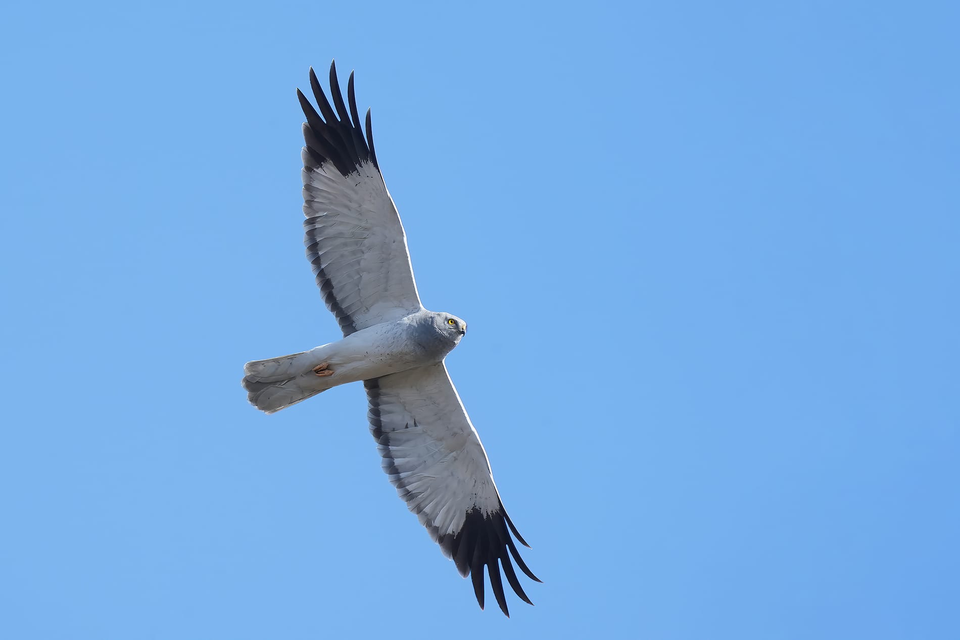 Harriers in the Crosshairs: The Uneasy Fate of the UK’s Hen Harriers