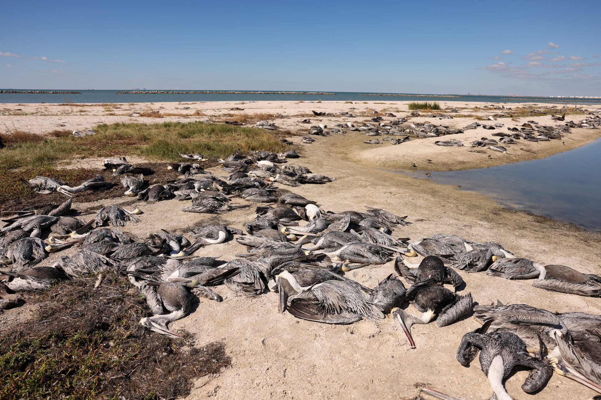 Rare coastal hailstorm kills or injures nearly 1,900 birds in Texas