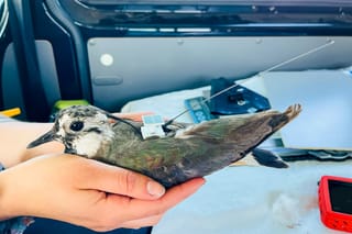 Real-Time, Real Impact: Revolutionary Bird Tracking with Interrex’s UBILINK