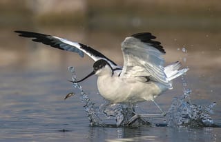 Stopover Ecology in Motion: GPS Insights into Pied Avocet Migration