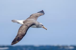 Automating the Count: Advances in AI-Based Seabird Monitoring