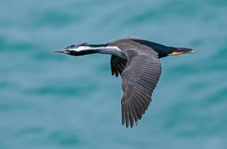 Cormorants: Evolutionary Failure or Underwater Mastermind?