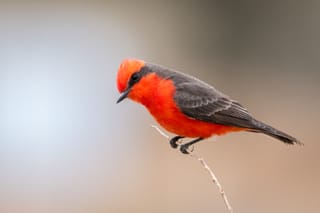 Citizen Science Reveals the Migration of the Scarlet Flycatcher