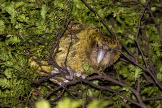 Farewell to Solstice: The Last Stewart Island Kākāpō Passes Away