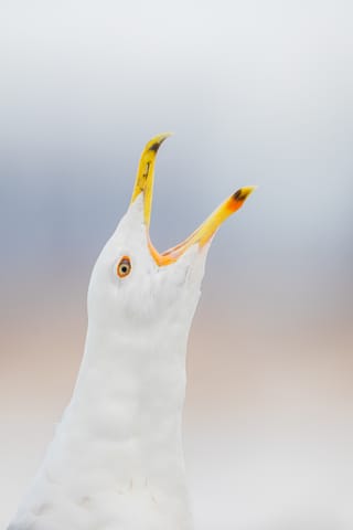 The Caspian Gull’s European Advance: Root Causes and the Next Frontiers