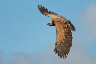 A Generation Restored: How Griffon Vultures Thrived Four Decades After Reintroduction