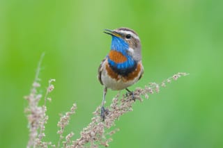 Tracking a Siberian Bluethroat Across Asia