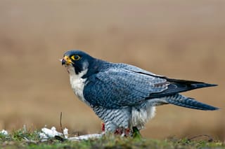 Peregrine Falcon Downlisting Debate Exposes a Flawed Conservation Cycle