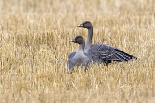 Choosing Survival: Habitat Shifts in Wintering Taiga Bean Geese