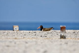 American Oystercatchers Take to the Rooftops: A Desperate Response to a Shrinking Coastline