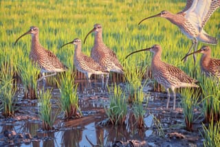 Upstream of Science: The Role of Bird Art in Understanding — An Interview with Szabolcs Kókay