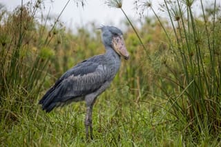 Fabricated Birds: AI and the Future of Ornithology