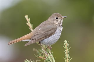Evolution or Plasticity? What the Hermit Thrush Reveals About Climate Change