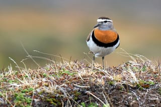 Introducing the Thousand Birder Circle