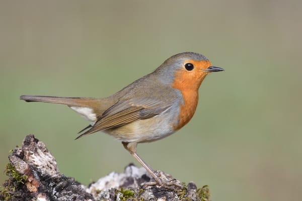 The Quantum Compass: Birds May Use Physics to Navigate