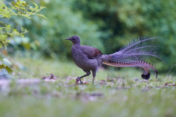 Born in Isolation: The Australian Origin of Songbirds