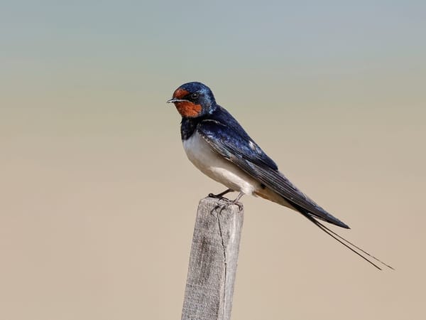 Migration Distance Doesn’t Dictate Arrival Timing in Barn Swallows