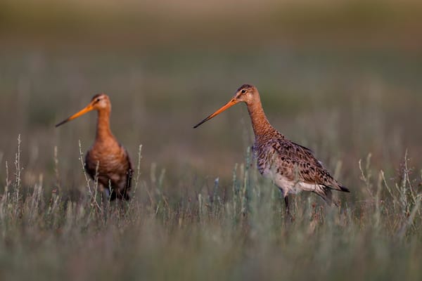 From Movement to Meaning: A New Era in Bird Tracking