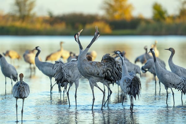 Common Cranes Nesting Again in Hungary’s Upper Kiskunság