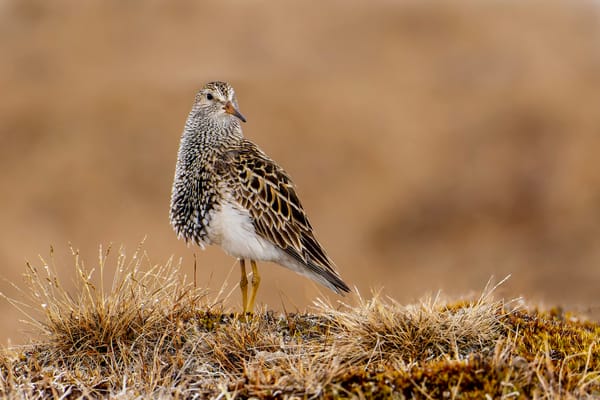 A Life in the Tundra: Honouring Dr. Shiloh Schulte’s Final Fieldwork