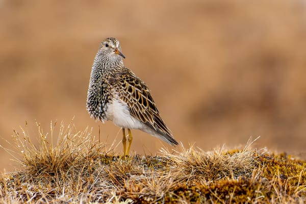 A Life in the Tundra: Honouring Dr. Shiloh Schulte’s Final Fieldwork