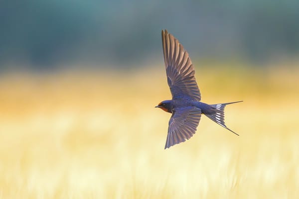 Beyond the Puzzle Piece: Understanding the Diversity of Bird Migration Strategies