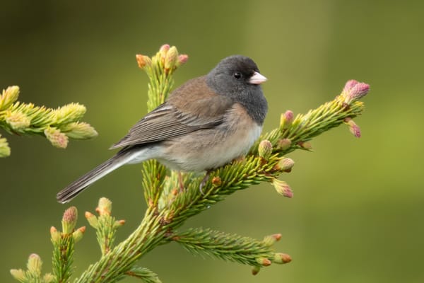 Same Species, Different Clocks: Migration That Shapes Reproductive Timing in Birds