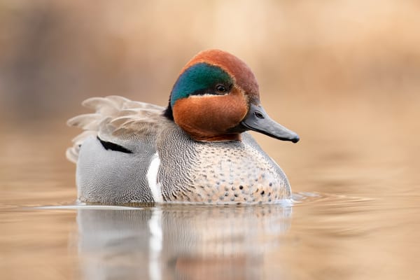 AviList and the Future of Bird Classification