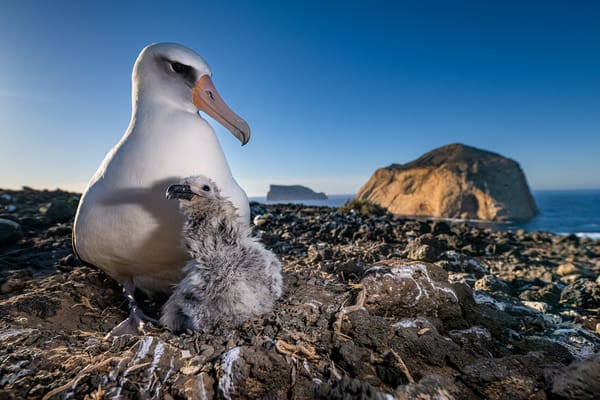 Restoring Mexico’s Seabird Sanctuaries: Science-backed Conservation Success