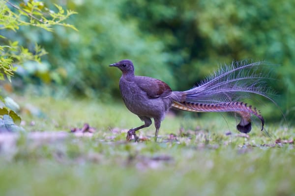 Born in Isolation: The Australian Origin of Songbirds