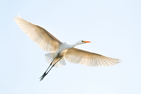 Tracked for the First Time: How Juvenile Egrets Disperse Across Australia – and Beyond