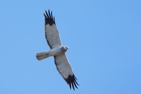 Harriers in the Crosshairs: The Uneasy Fate of the UK’s Hen Harriers