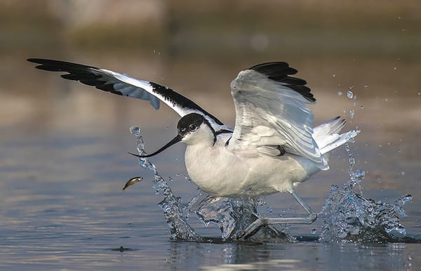 Stopover Ecology in Motion: GPS Insights into Pied Avocet Migration