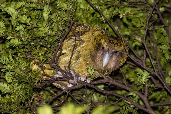 Farewell to Solstice: The Last Stewart Island Kākāpō Passes Away