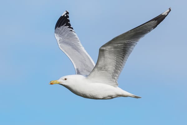 Range Expansion Revisited: What Fuels the Caspian Gull’s Dutch Colonisation?