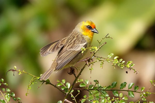 In Defence of Bird Conservation in a Broken World