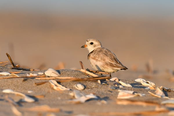 The Endangered Species Act Under Threat: Why It Still Matters for Birds