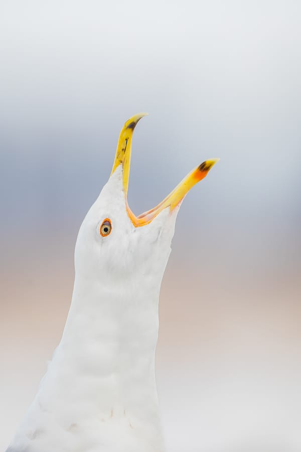 The Caspian Gull’s European Advance: Root Causes and the Next Frontiers