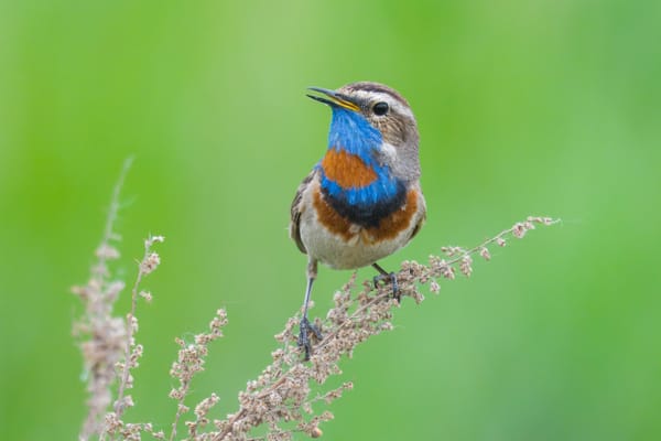 Tracking a Siberian Bluethroat Across Asia