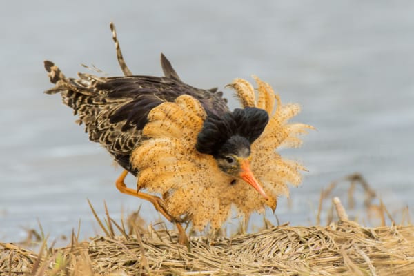 Not So Solitary: Female Ruffs Cluster Nests Around Leks and Neighbours