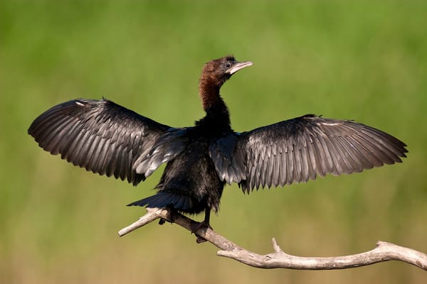 Northernmost Pygmy Cormorant Breeding Attempt Recorded in Poland