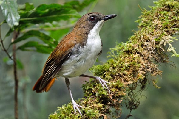 Beyond North and South: Vertical Migration in the White-chested Alethe