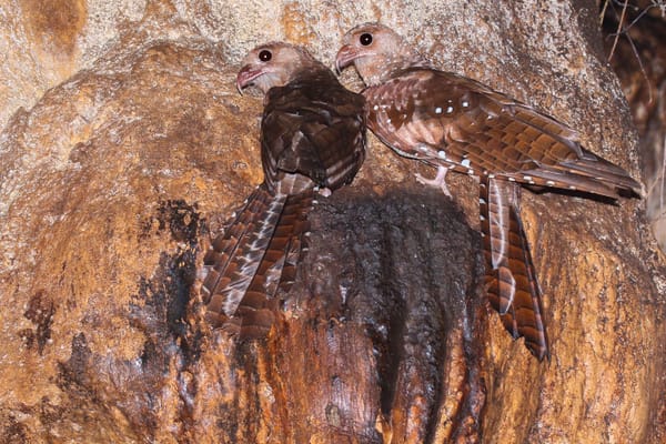 The Ornithologist Launches ‘Conceptual Notes’: Exploring the Unanswered Questions in Ornithology