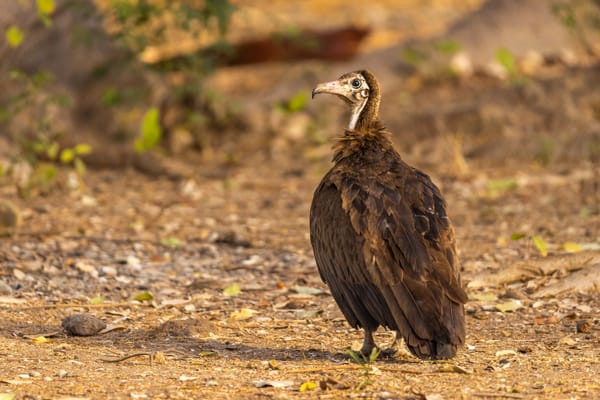 Where People Live, Hooded Vultures Survive – For Now