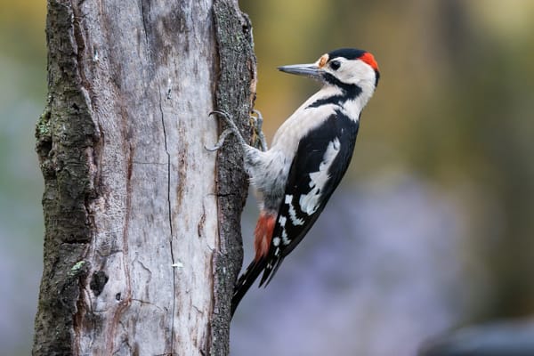 Is Woodpecker Drumming More Than Noise?