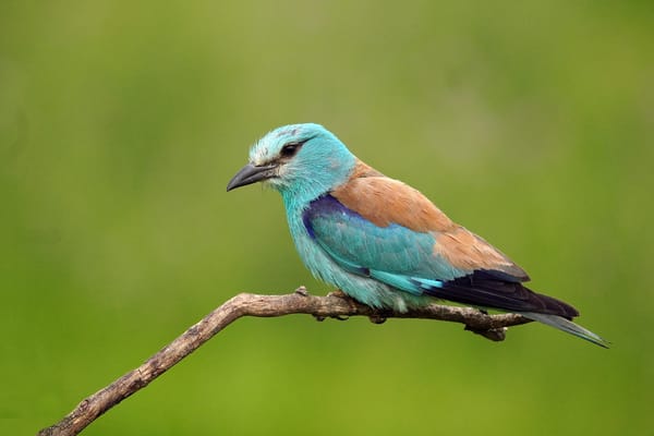 How Much European the European Roller is?