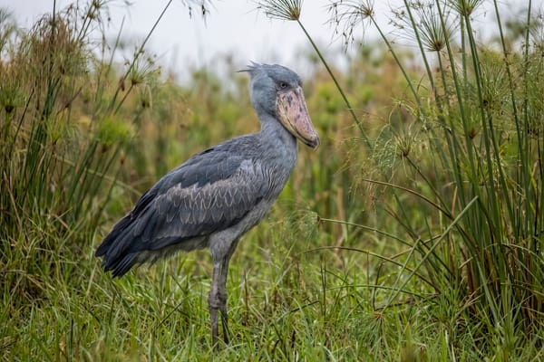 Fabricated Birds: AI and the Future of Ornithology