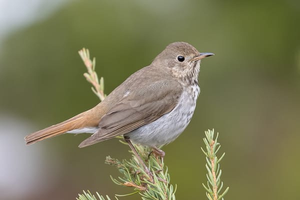 Evolution or Plasticity? What the Hermit Thrush Reveals About Climate Change
