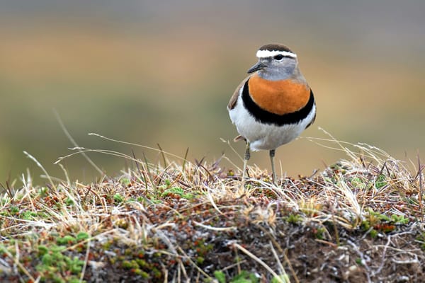 Introducing the Thousand Birder Circle